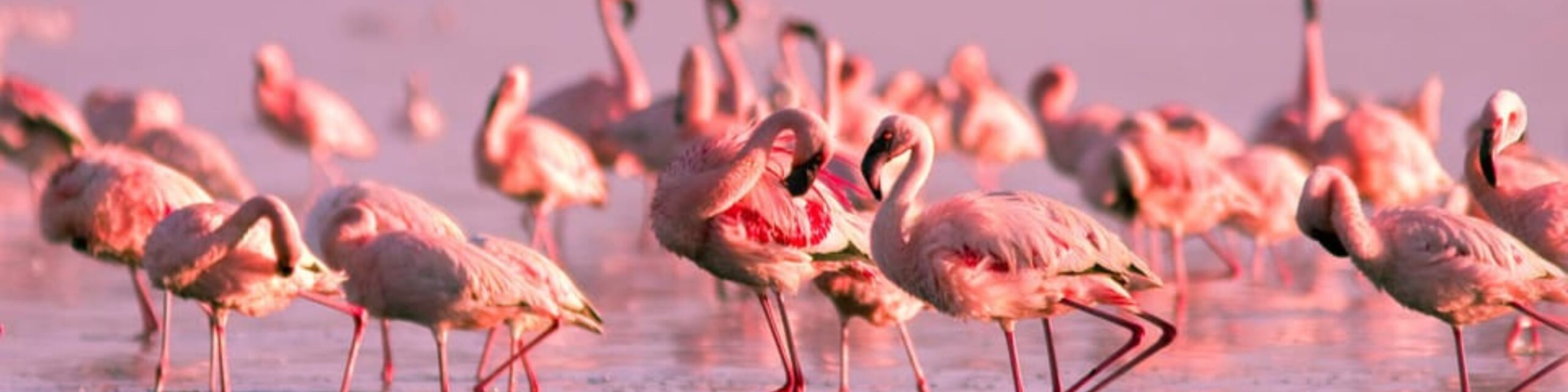 casa-rural-illademar-delta-ebre-flamencs-2